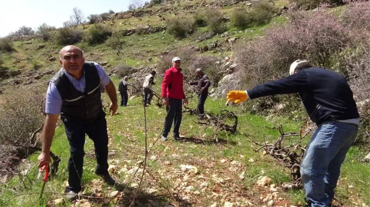 Gercüş\'te Bağ Budama Dönemi Başladı