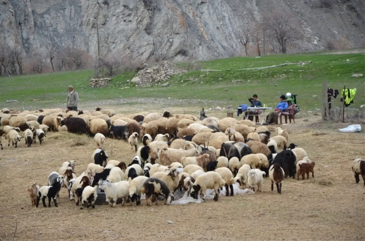 Hakkari\'deki Besiciler Zor Durumda