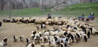 Hakkari'deki Besiciler Zor Durumda