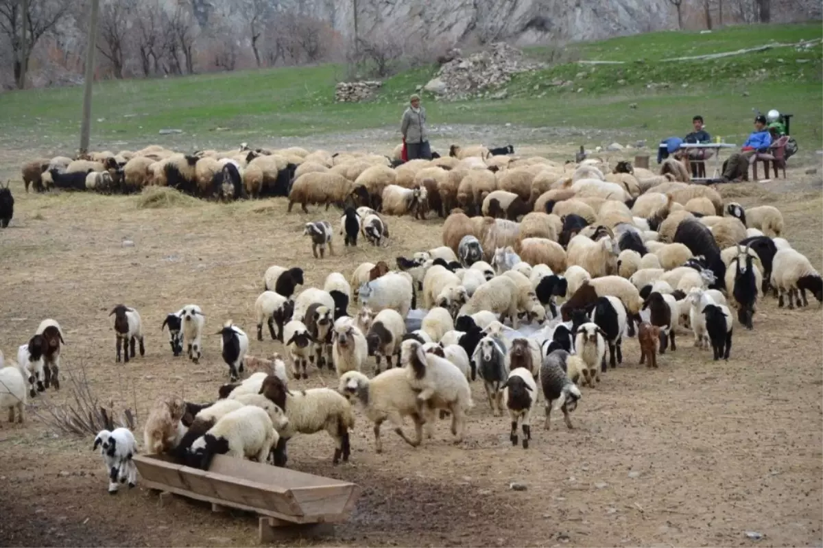 Hakkari\'deki Besiciler Zor Durumda