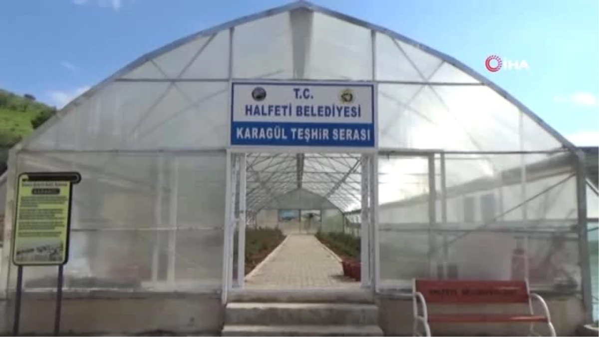 Halfeti\'ye Özgü Karagül Açmaya Başladı