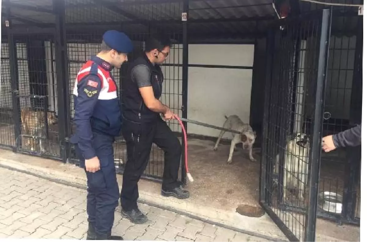 Barınaktan 2 Pitbull Çalan Şüpheliler Yakalandı