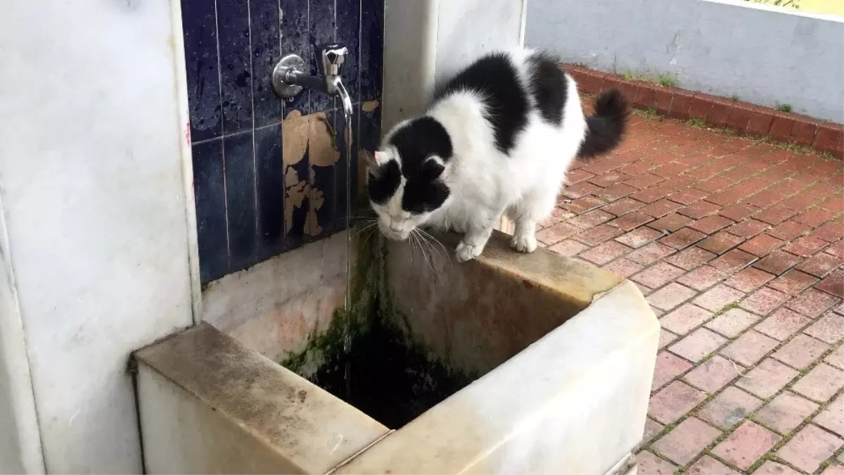 Cami Şadırvanından Patileriyle Su İçen Kedi Görenlerin İlgi Odağı Oldu