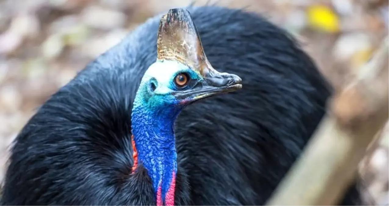 Cassowary Kuşu Sahibini Öldürdü! Cassowary Nedir, Nerede Yaşar?
