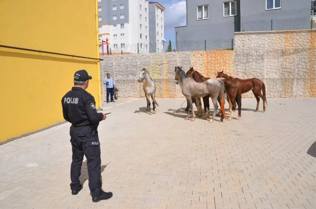 Firari Atlar Trafiği Birbirine Kattı