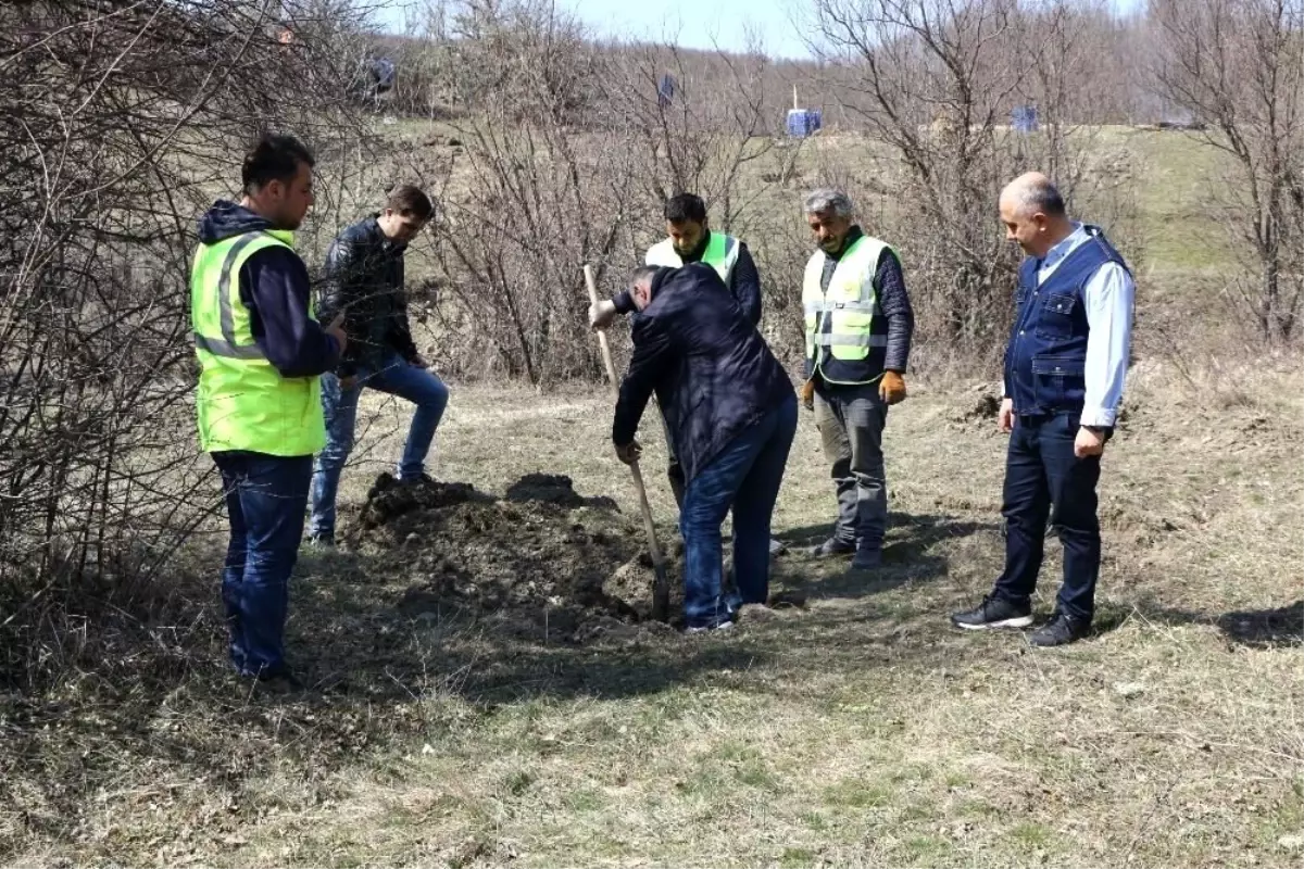 Kastamonu\'da Trüf Mantarlı Meşe Fidanları Dikildi