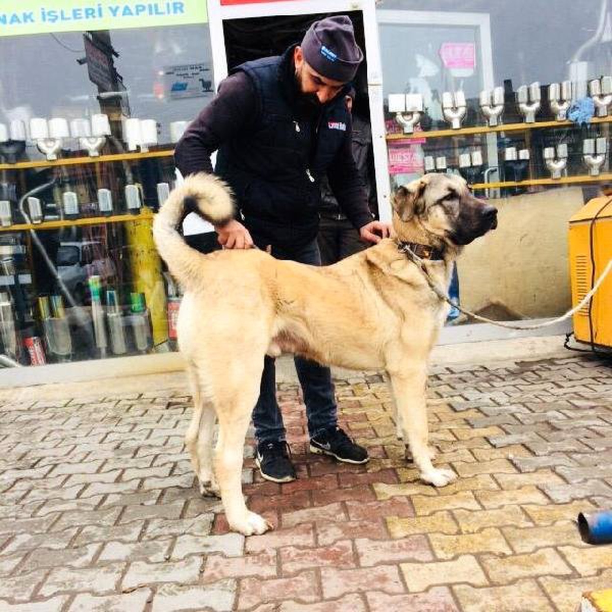 Kayıp Kangal Köpeklerini Bulana Para Ödülü Verecek