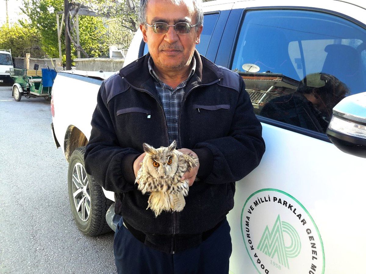 Konya\'da Tepeli Baykuş Tedaviye Alındı