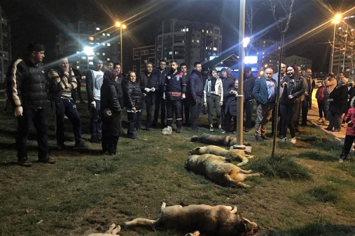 Köpek Katliamı Soruşturmasında Sıcak Gelişme
