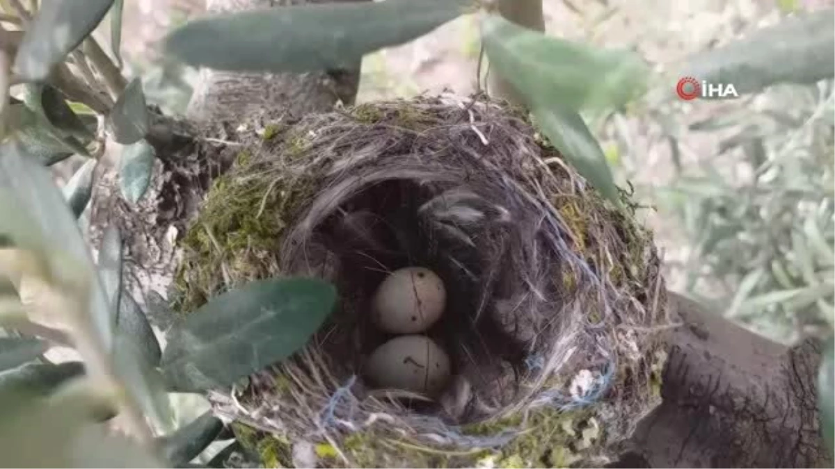 Kuşlar Ölmesin Diye Ağaçlarını Budamıyorlar