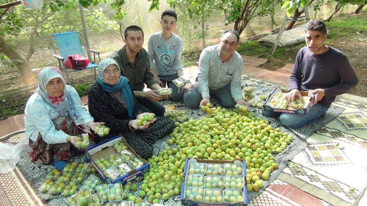 Mersin\'de Kayısı Hasadı Başladı