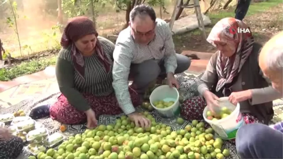 Mersin\'de Kayısı Hasadı Başladı