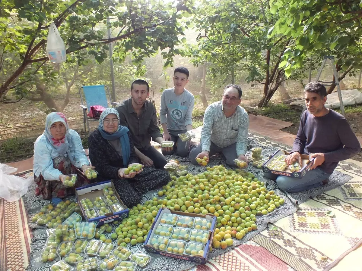 Mersin\'de Örtü Altında Kayısı Hasadı Başladı