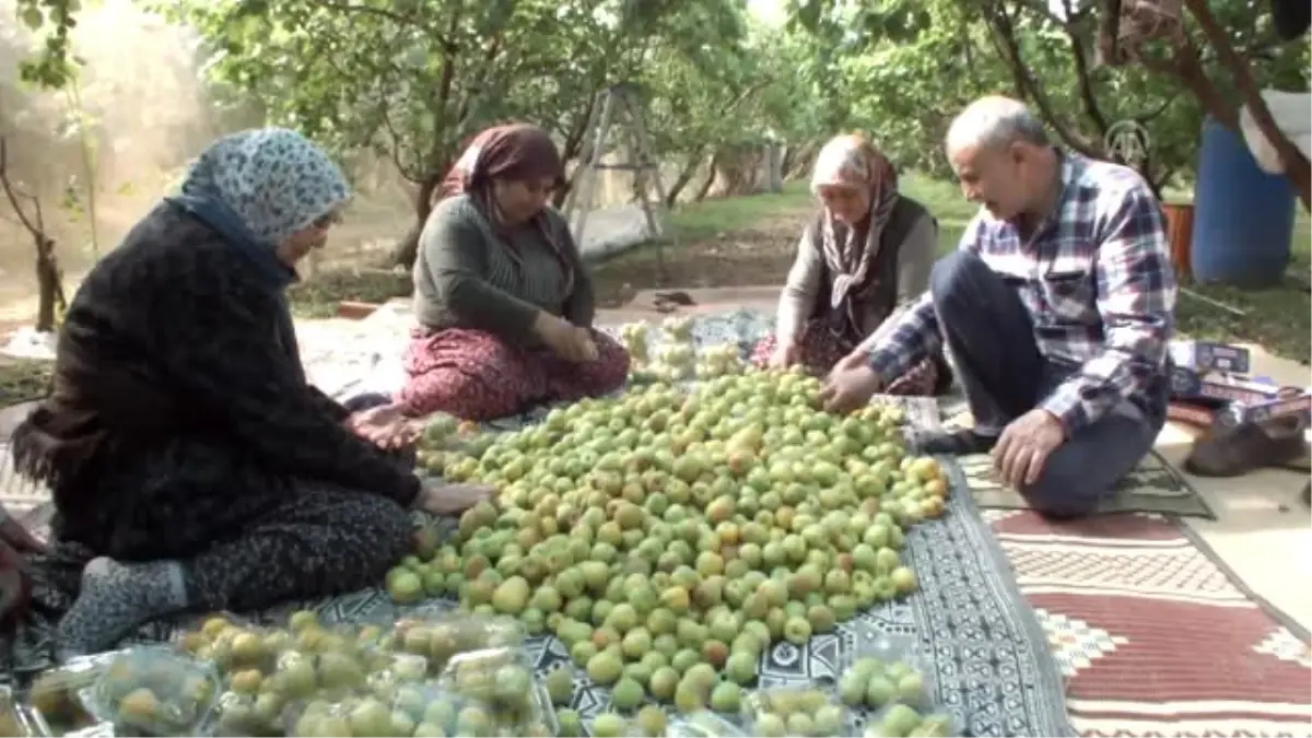 Mersin\'de Örtü Altında Kayısı Hasadı Başladı