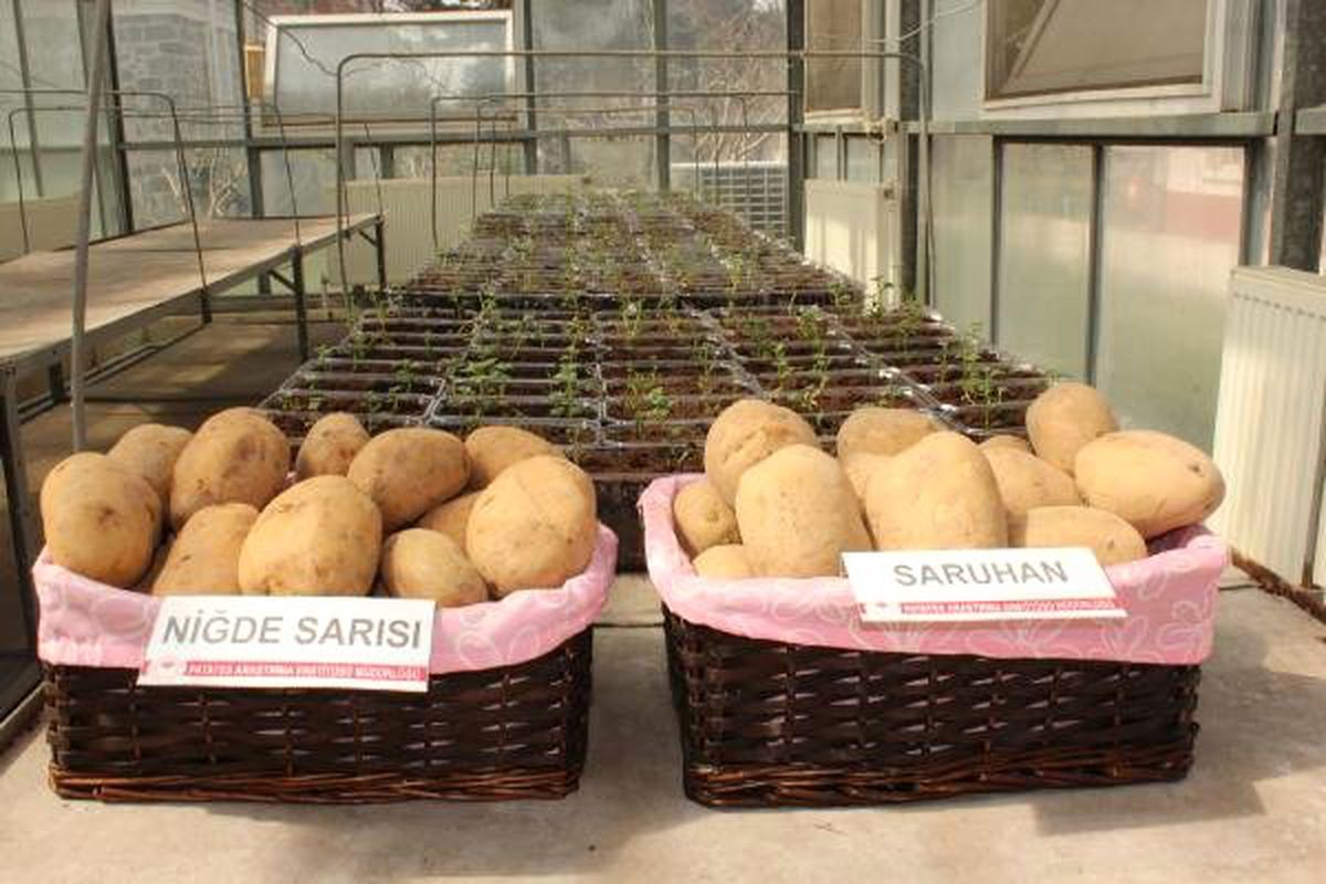 Niğde\'de 2 Milli Patates Çeşidi Daha Tescillendi