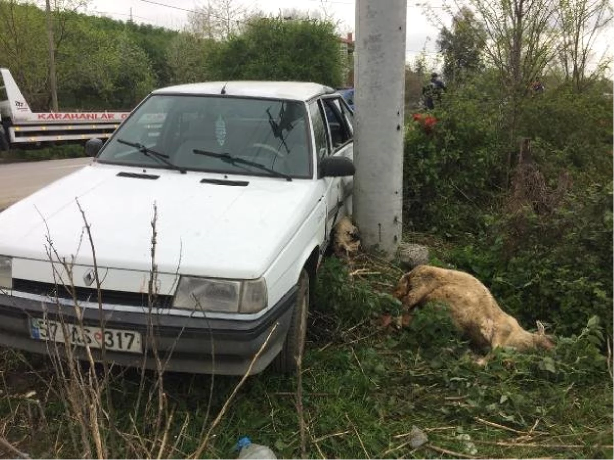 Otomobil Çobana ve Koyunlarına Çarptı