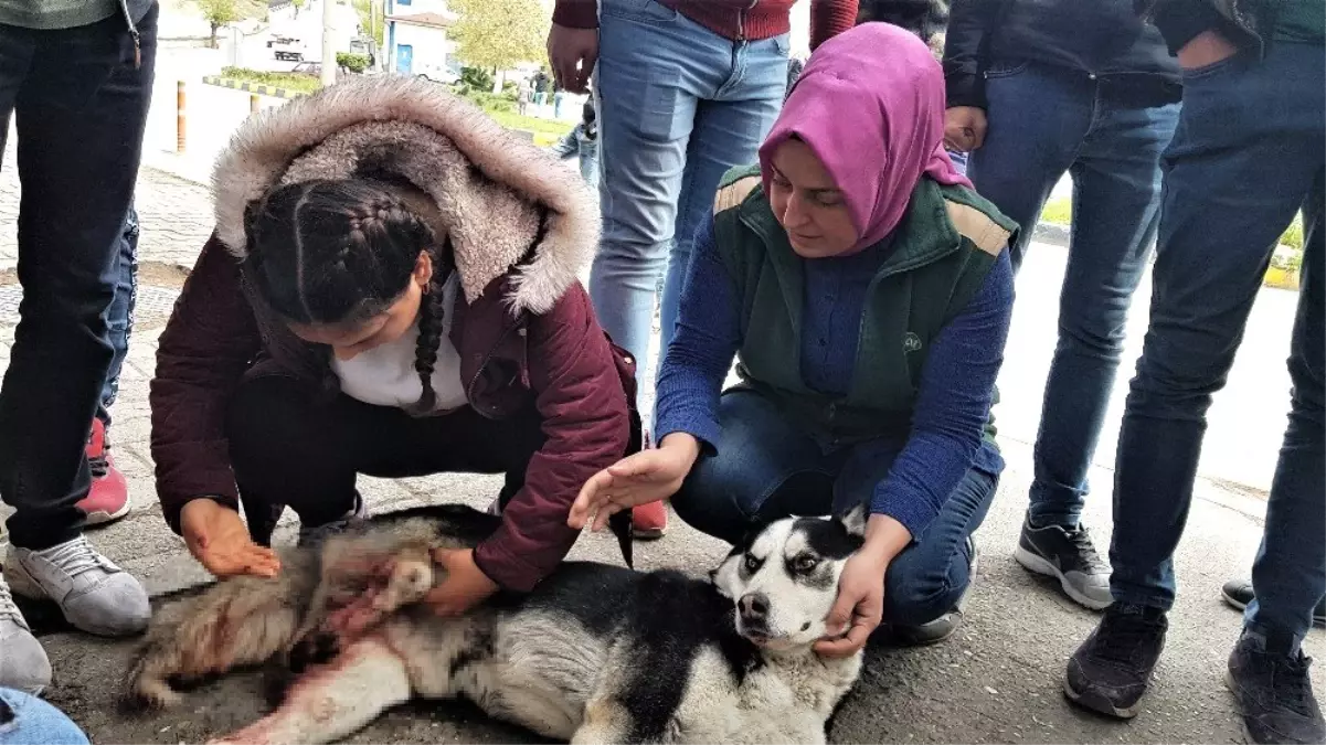 Otomobili ile Çarptığı Köpeğin Başında Dakikalarca Bekledi