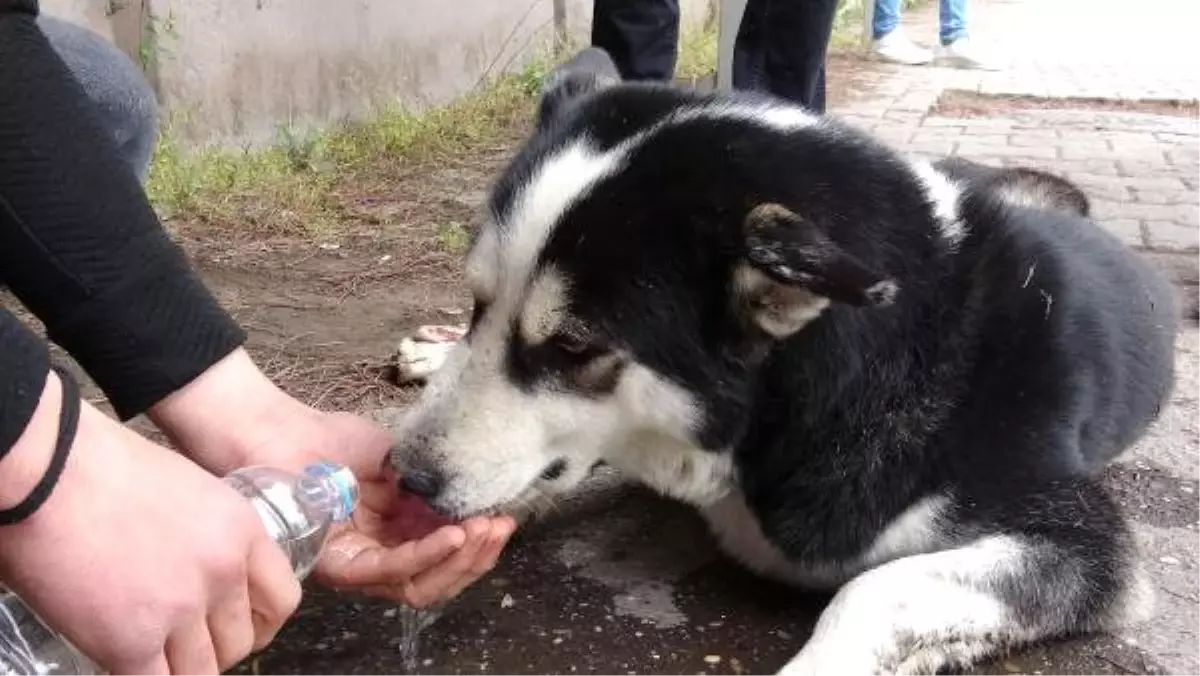 Otomobille Çarparak, Yaraladığı Köpeğin Başından Ayrılmadı