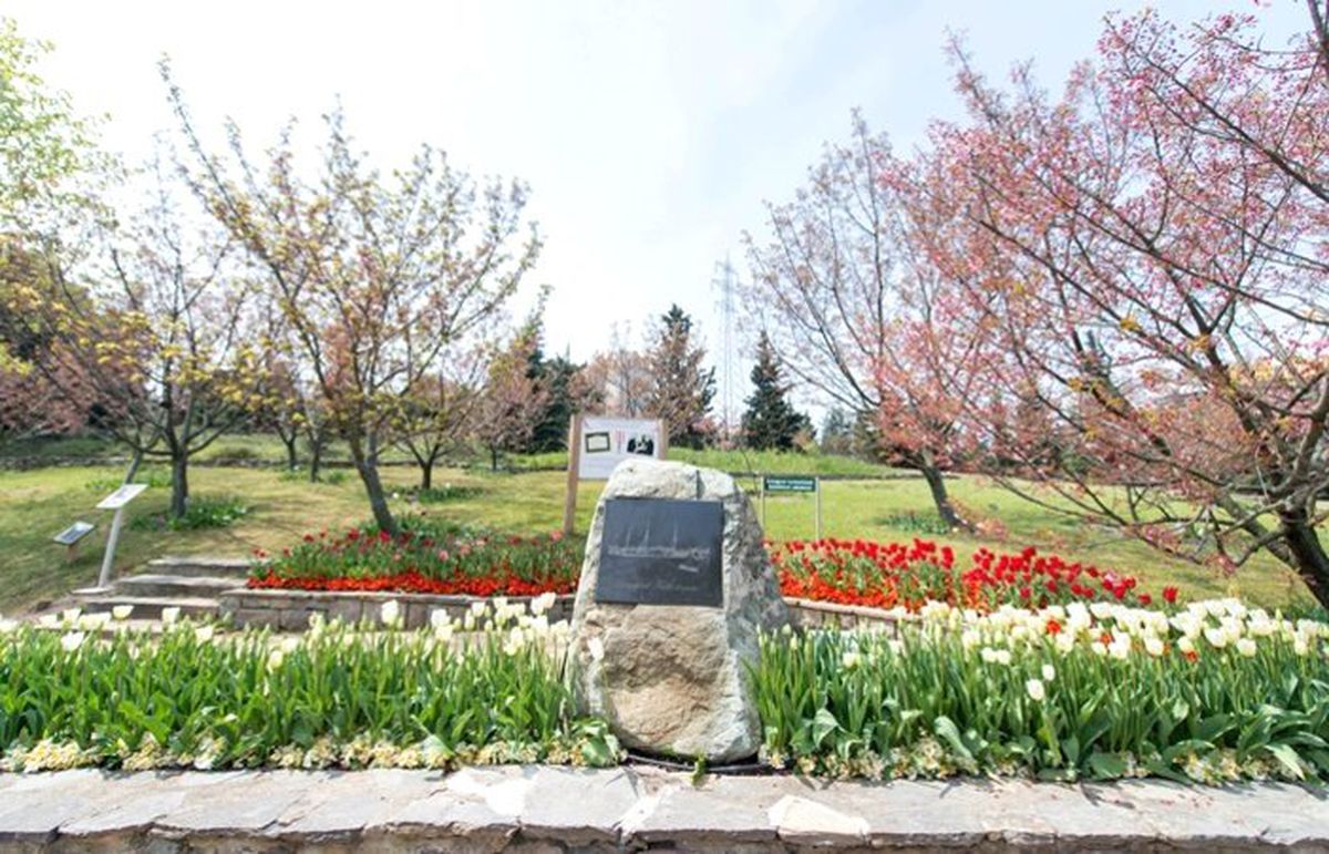 Sakura çiçeklerinin altında…