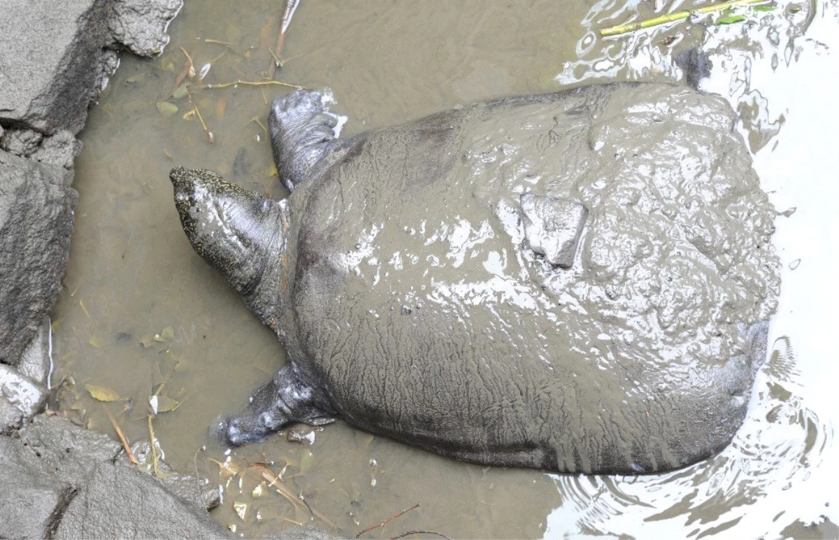 Son 4 Yangtze Kaplumbağasından Biri Öldü