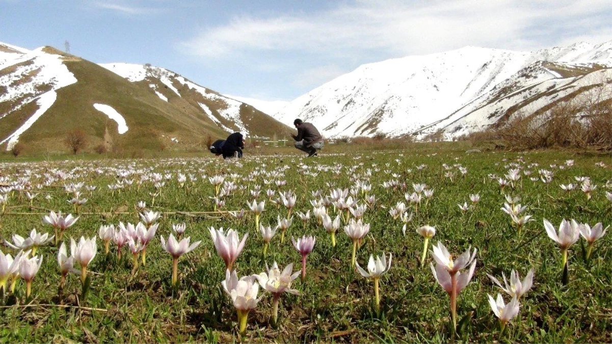 Bitlis\'te Karların Erimesiyle Açan Çiğdemler Eşsiz Manzaralar Oluşturuyor