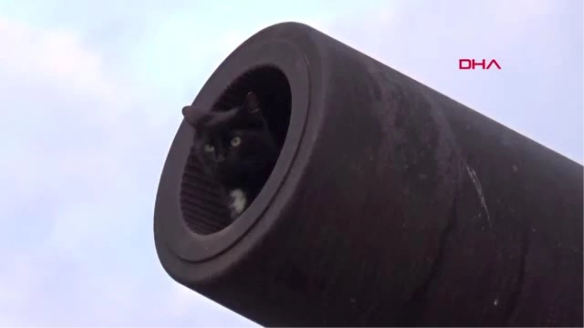 Çanakkale Tarihi Top Namlusunda Şaşkınlık Veren Kedi Yuvası