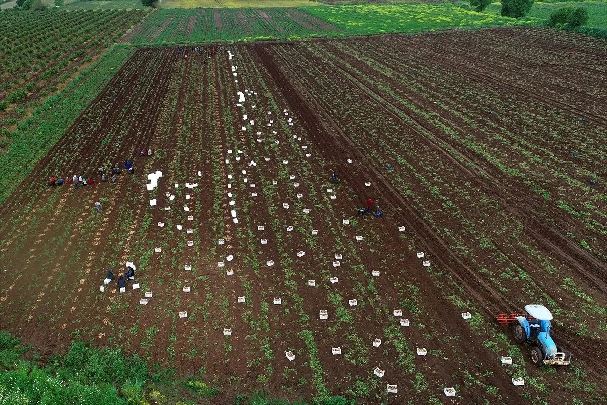 Çukurova\'da Turfanda Patates Hasadına Başlandı