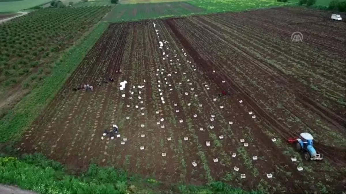 Çukurova\'da Turfanda Patates Hasadına Başlandı - Adana