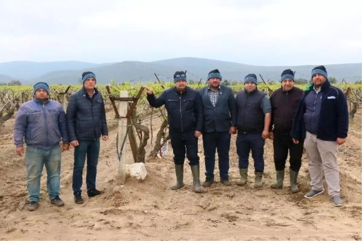 Dolu Yağışı Saruhanlı\'da Ekili Araziler ve Seralara Zarar Verdi