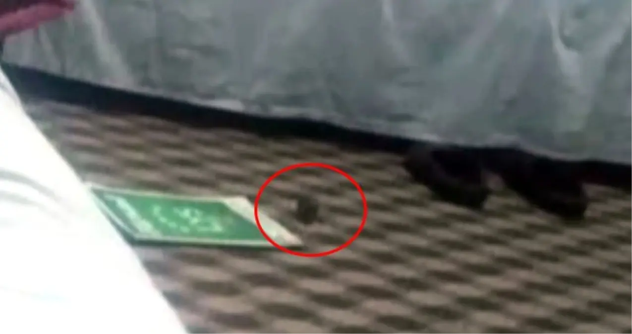 Elektrik Kablosunu Kemiren Farenin Akıma Kapıldığı An Kamerada!