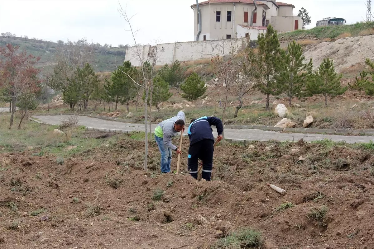 İncesu\'da 1000 Sedir Fidanı Dikildi