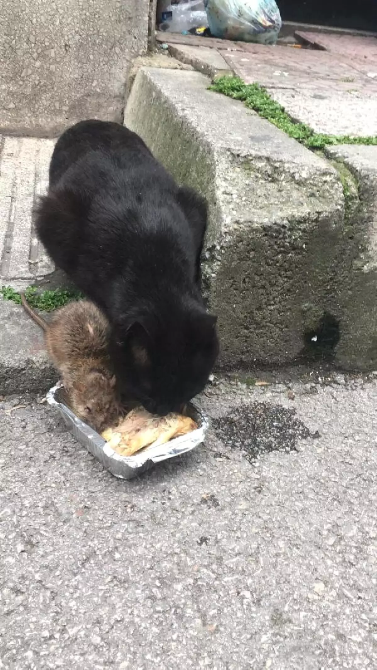 Kedi ve Farenin Dostluğu Görenleri Hayrete Düşürdü