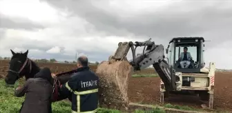 Şanlıurfa'da Sulama Kanalına Düşen At Kurtarıldı