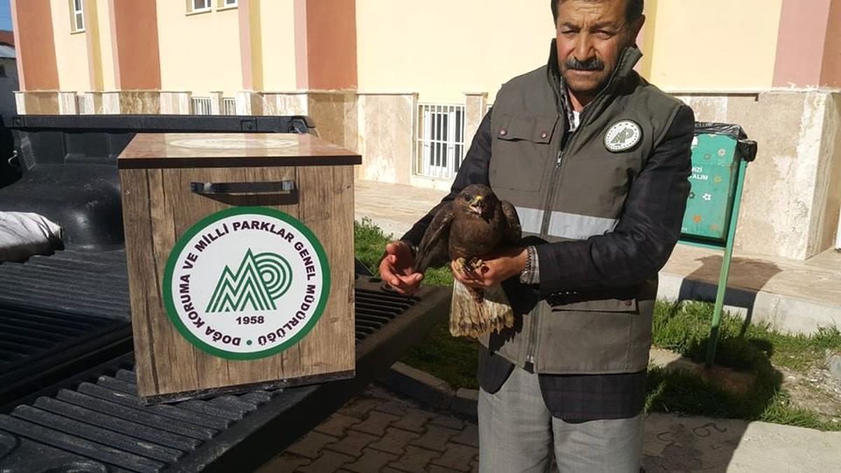 Van\'da Yaralı Kuşlar Tedavi Altına Alındı