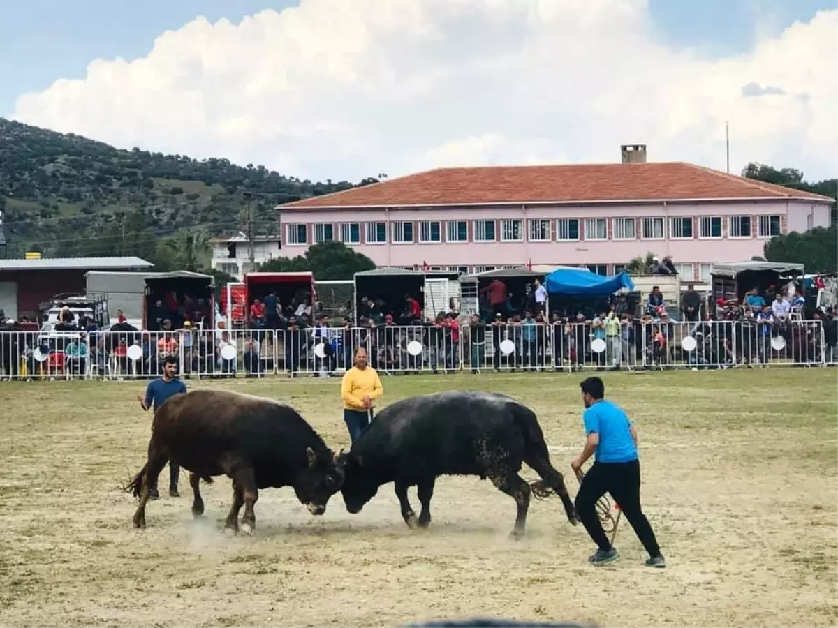 Akçaova 4. Boğa Güreşi Şenliği Düzenlendi