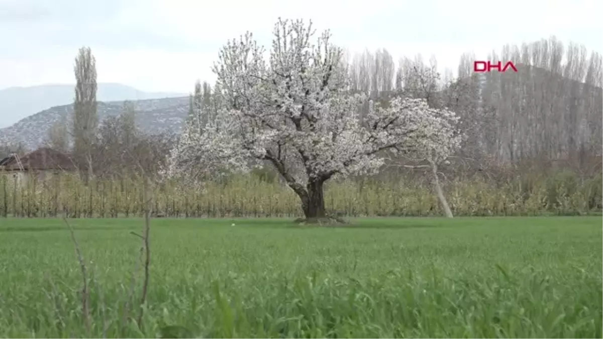 Antalya Meyve Bahçelerinde Çiçek Şöleni