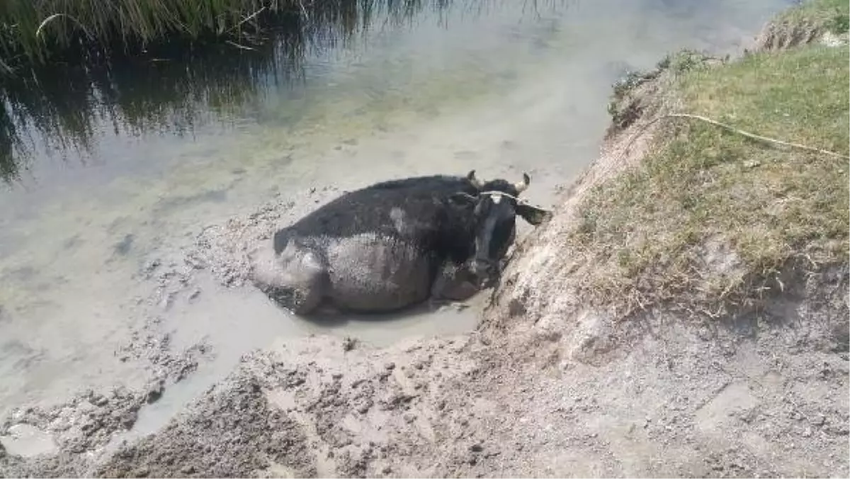 Bataklığa Saplanan Dana, Kurtarıldı