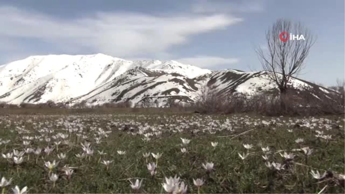 Bitlis\'te Karların Erimesiyle Açan Çiğdemler Eşsiz Manzaralar Oluşturdu