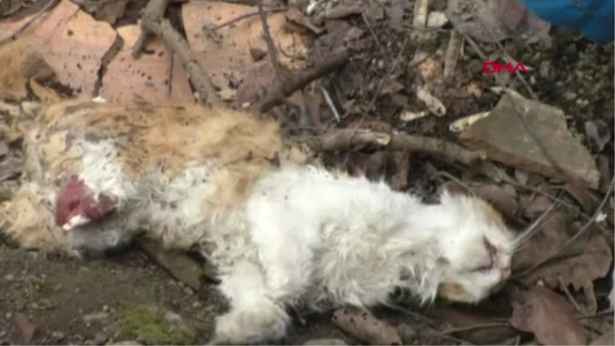 Bolu\'da Ayakları Kesilmiş Kedi Cesedi Bulundu