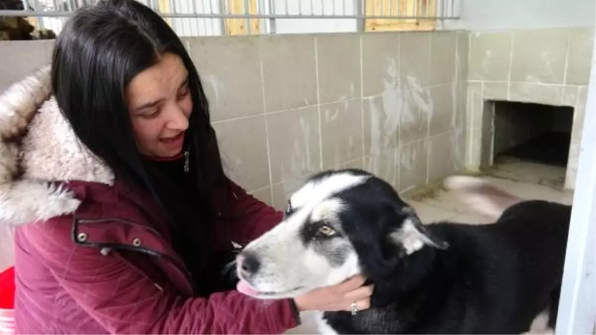 Kazada Yaralanan Kayıp Köpeğine Kavuştu