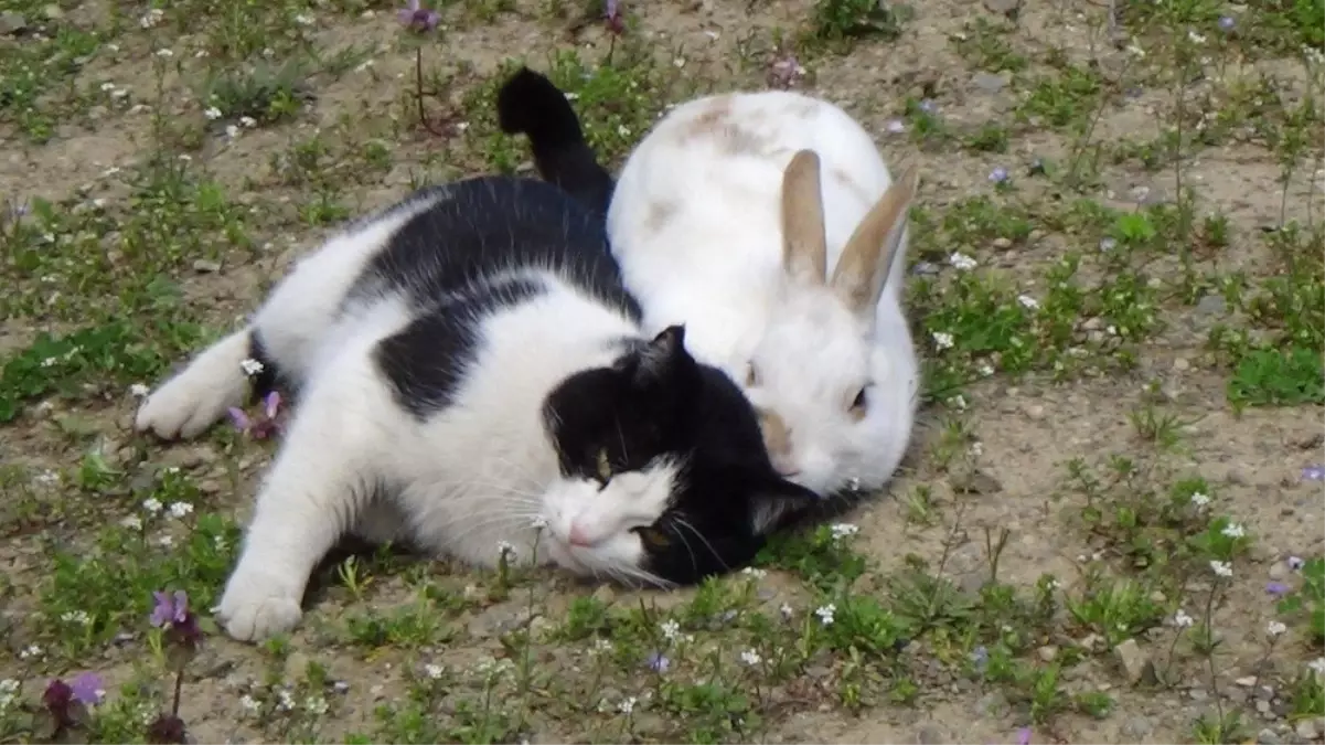 Kedi ile Tavşanın Dostluğu Görenleri Şaşırtıyor