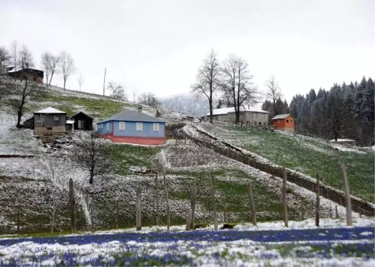 Mor Yayla, Yağan Karla Beyaza Büründü