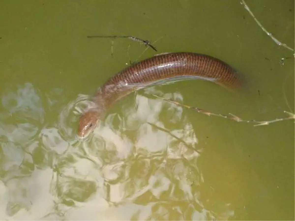 Oluklu Kertenkeleleri Öldürmeyin\' Uyarısı