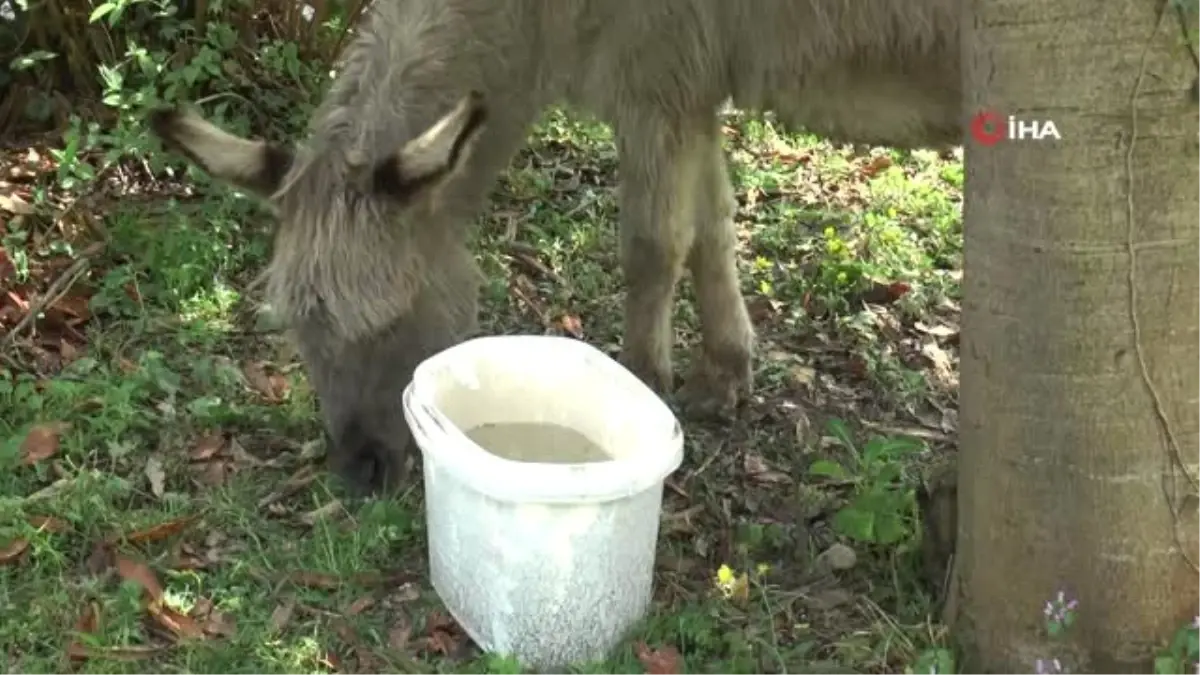 Ölüme Terkedilen Sahipsiz Eşeğe Belediye Sahip Çıktı