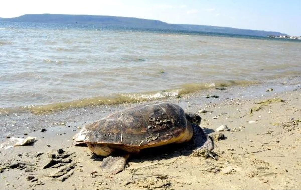 Profesör Kaska\'dan \'Caretta Caretta\' Uyarısı