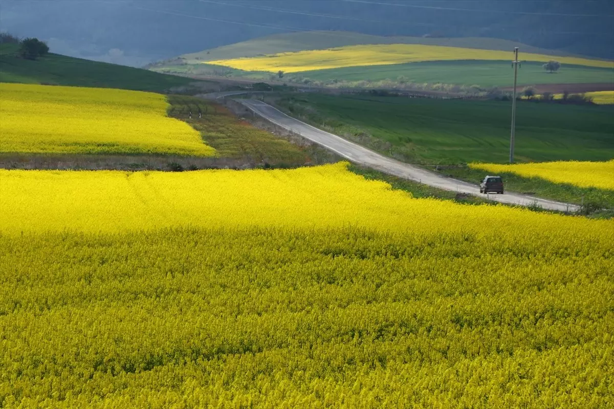 Trakya\'da "Sarı Bahar"