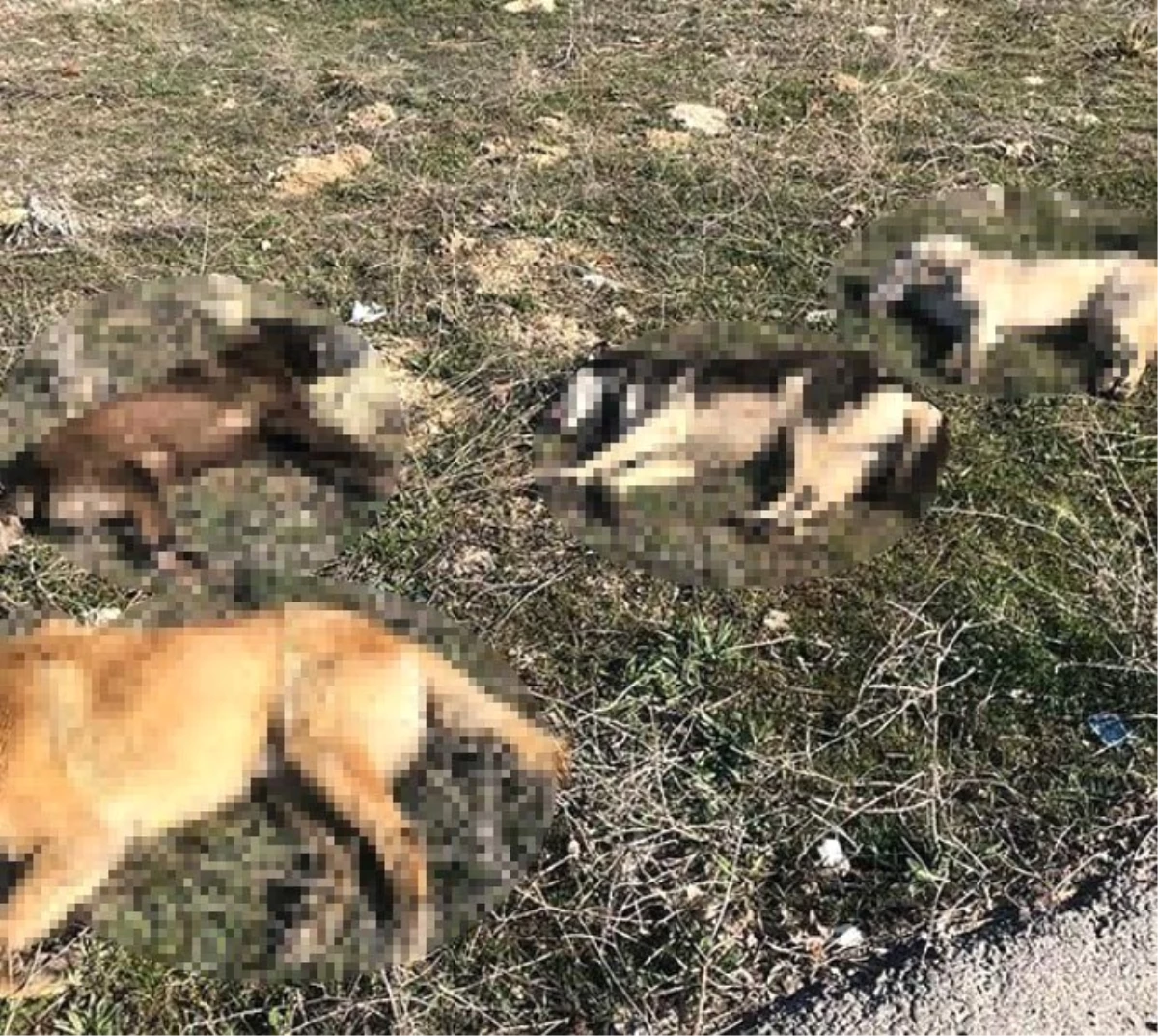 Ankara\'da 4 Köpek Daha Zehirlenerek Telef Edildi