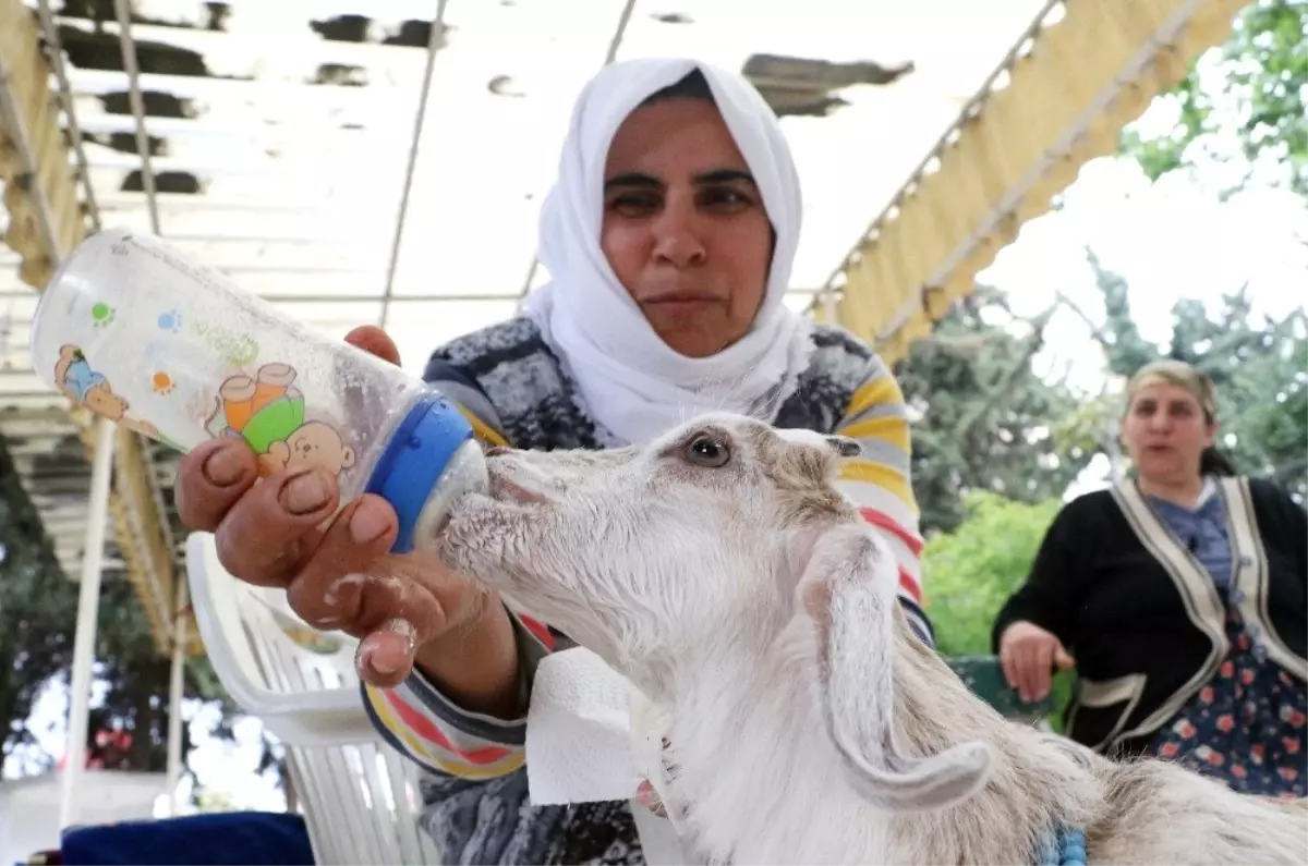 Annesi Ölen Keçiyi Bebekleri Gibi Besliyorlar