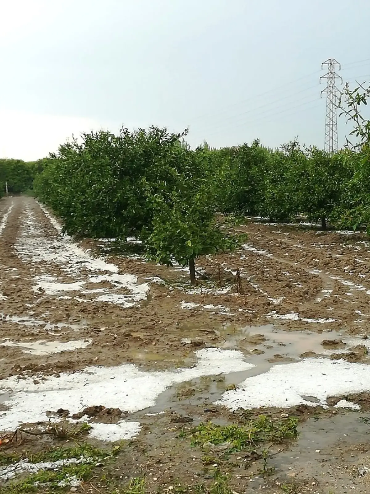 Barut: "Çukurova, Afet Bölgesi İlan Edilsin"