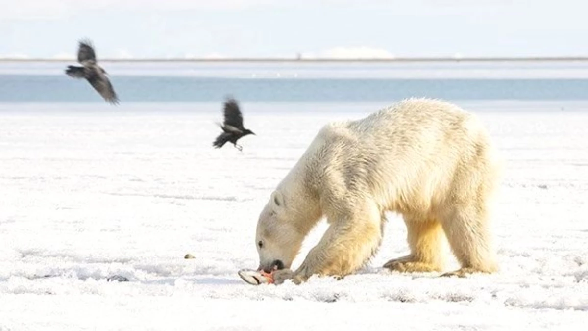Buz Parçası Üzerinde Sürüklenen Kutup Ayısı 700 Kilometre Uzaklıktaki Köye İndi